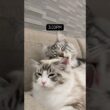 Play ➡️ Cuddle ➡️ Repeat #mainecoon #メインクーン #ragdoll #ラグドール #cat