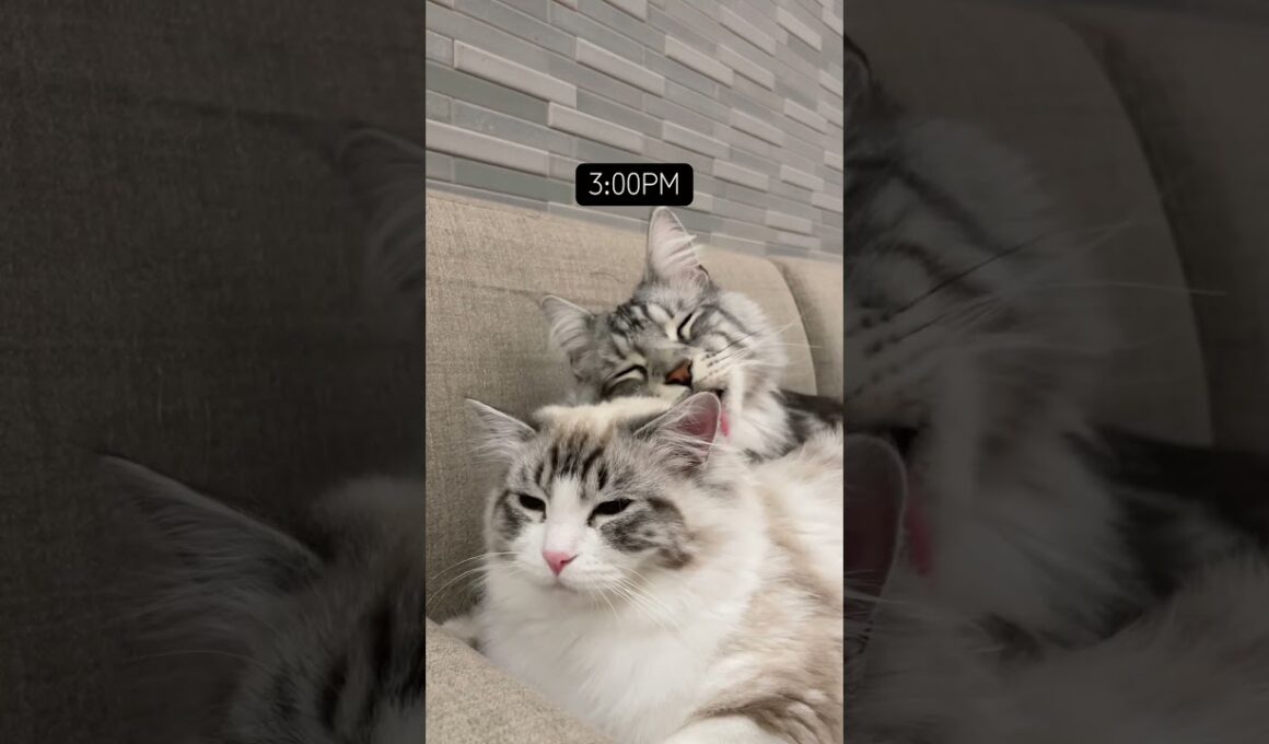 Play ➡️ Cuddle ➡️ Repeat #mainecoon #メインクーン #ragdoll #ラグドール #cat