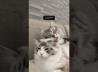 Play ➡️ Cuddle ➡️ Repeat #mainecoon #メインクーン #ragdoll #ラグドール #cat
