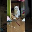 シャムの子ネコ雫に、羽根の付いたネコジャラシ、床に置いてみた