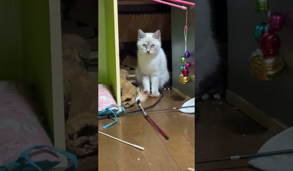 シャムの子ネコ雫に、羽根の付いたネコジャラシ、床に置いてみた