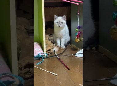 シャムの子ネコ雫に、羽根の付いたネコジャラシ、床に置いてみた