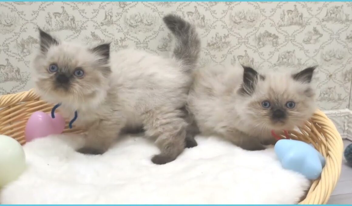 Coo&RIKU　No.00710986 ヒマラヤン