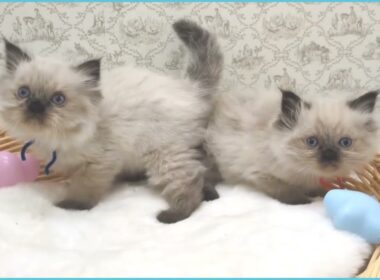 Coo&RIKU　No.00710986 ヒマラヤン