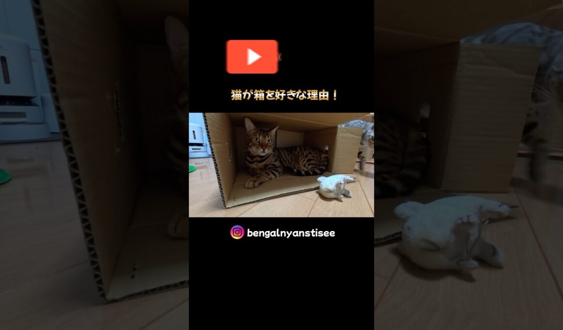 ダンボールが落ち着きます😸　#ベンガル