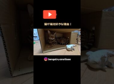 ダンボールが落ち着きます😸　#ベンガル
