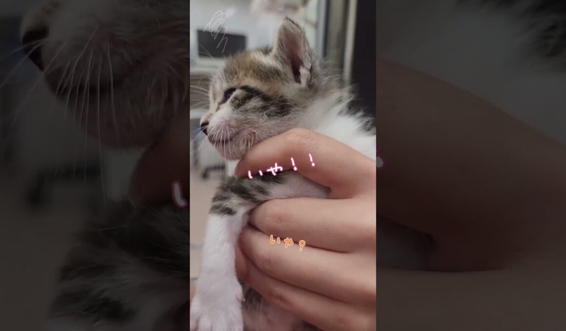 お腹いっぱい元気な子猫【キジ白の保護猫】　#shorts 　#猫　#cat