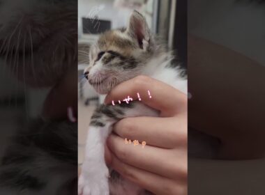 お腹いっぱい元気な子猫【キジ白の保護猫】　#shorts 　#猫　#cat