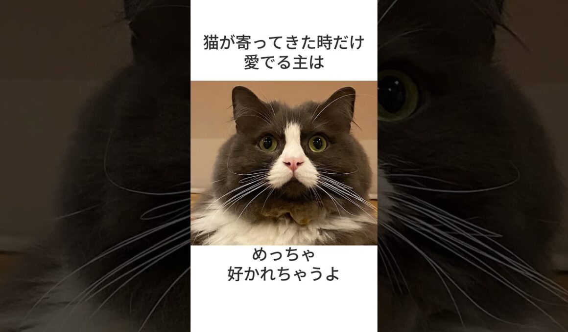 猫にマッハーと言うと〇〇　にゃんずの気持ち68・・・・#shorts,＃猫,#cat,#雑学 #猫のいる暮らし #保護猫