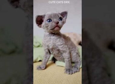 Hello world! Adorable blue kitten Devon Rex Breed #shorts
