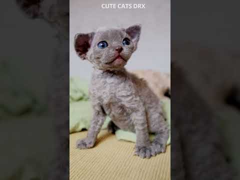 Hello world! Adorable blue kitten Devon Rex Breed #shorts