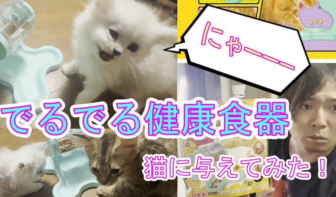 回してエサが出る！？【でるでる健康食器】をペルシャ猫の子猫に与えてみた！