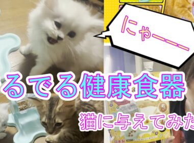 回してエサが出る！？【でるでる健康食器】をペルシャ猫の子猫に与えてみた！