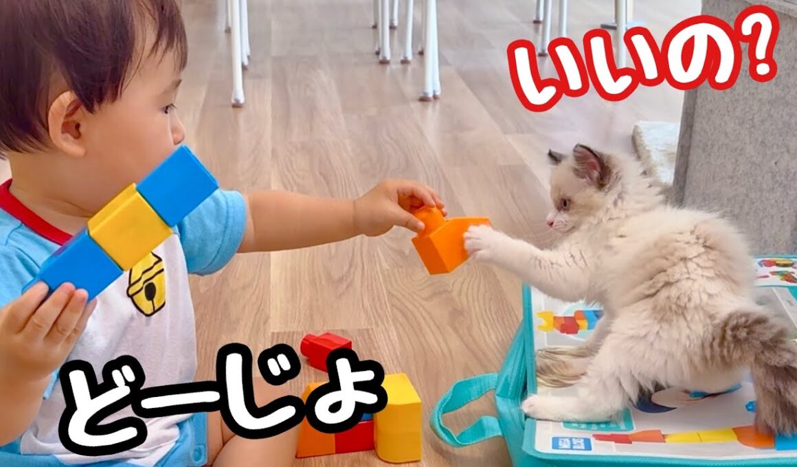 【初めてのお友達】赤ちゃんと子猫のかくれんぼが可愛すぎる