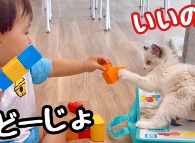 【初めてのお友達】赤ちゃんと子猫のかくれんぼが可愛すぎる