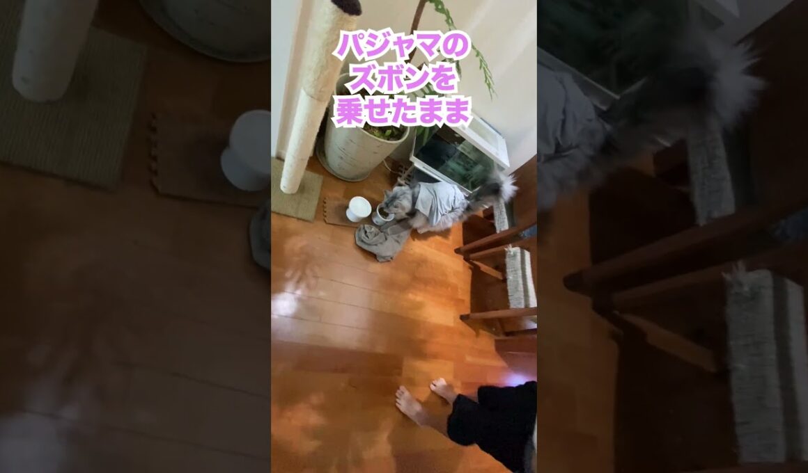 ズボン背負ったままご飯？少年の着替えを見守る大型猫 #shorts