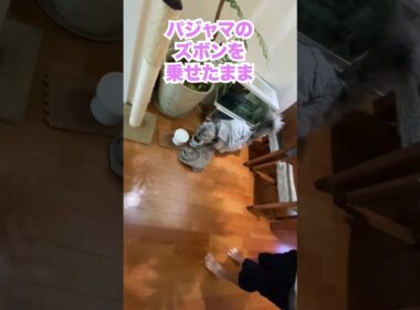 ズボン背負ったままご飯？少年の着替えを見守る大型猫 #shorts