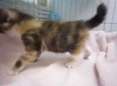 スコティッシュフォールドのキャリコの女の子No17069