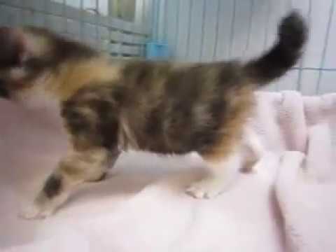 スコティッシュフォールドのキャリコの女の子No17069