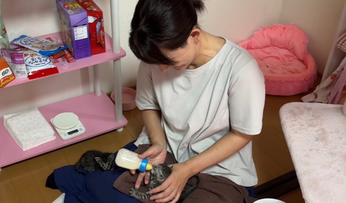 保護した子猫…一生懸命に生きてます