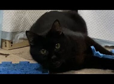 【口内炎の猫】コテツの子猫化が止まらない