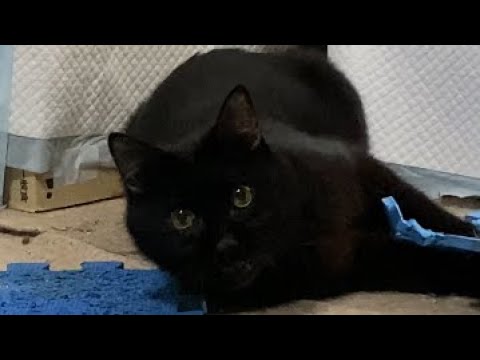 【口内炎の猫】コテツの子猫化が止まらない