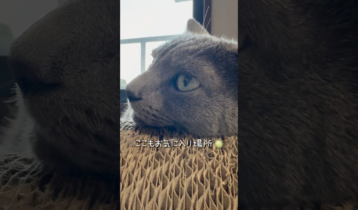 【ロシアンブルー】めろんまったり...どちらもお気に入り場所です🥰【猫】#shorts