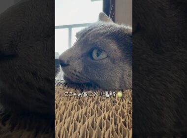 【ロシアンブルー】めろんまったり...どちらもお気に入り場所です🥰【猫】#shorts