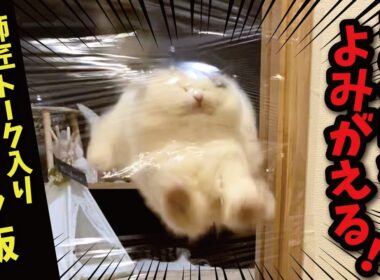 もはや伝説のラップに突撃する猫、完全版！！！！！！！！！！【関西弁でしゃべる猫】【猫アテレコ】