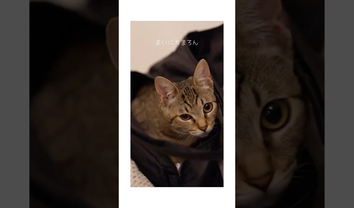 #711 袋からおはよう #子猫 まろん（まろたん）2023.11.1生まれミックス 女の子 1歳9ヶ月