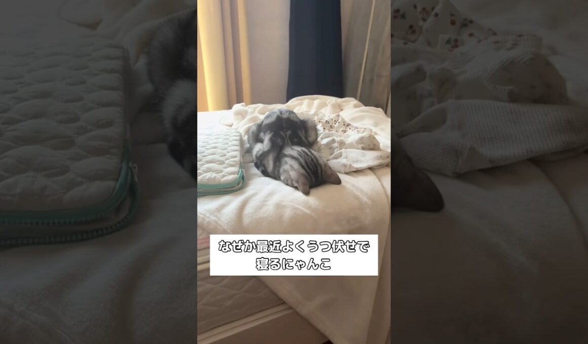 最近よくうつ伏せで寝てるんだけどなんで？ #アメリカンショートヘア #アメショ #shorts