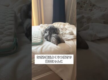 最近よくうつ伏せで寝てるんだけどなんで？ #アメリカンショートヘア #アメショ #shorts