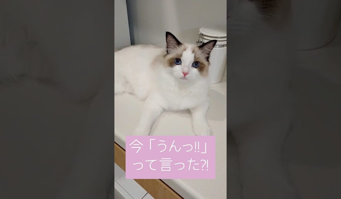 初めて「うん」とお返事されて驚く主♫ #ラグドール #ラグドール子猫 #cat #猫 #ragdoll #子猫 #かわいい #仔猫 #cute #kitten #shorts #しゃべる猫