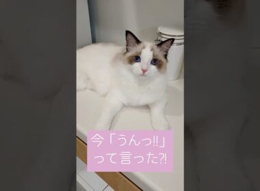 初めて「うん」とお返事されて驚く主♫ #ラグドール #ラグドール子猫 #cat #猫 #ragdoll #子猫 #かわいい #仔猫 #cute #kitten #shorts #しゃべる猫