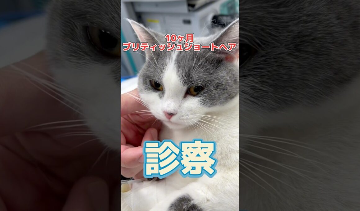 避妊手術をしに10ヶ月ブリティッシュショートヘアが動物病院にやって来た！