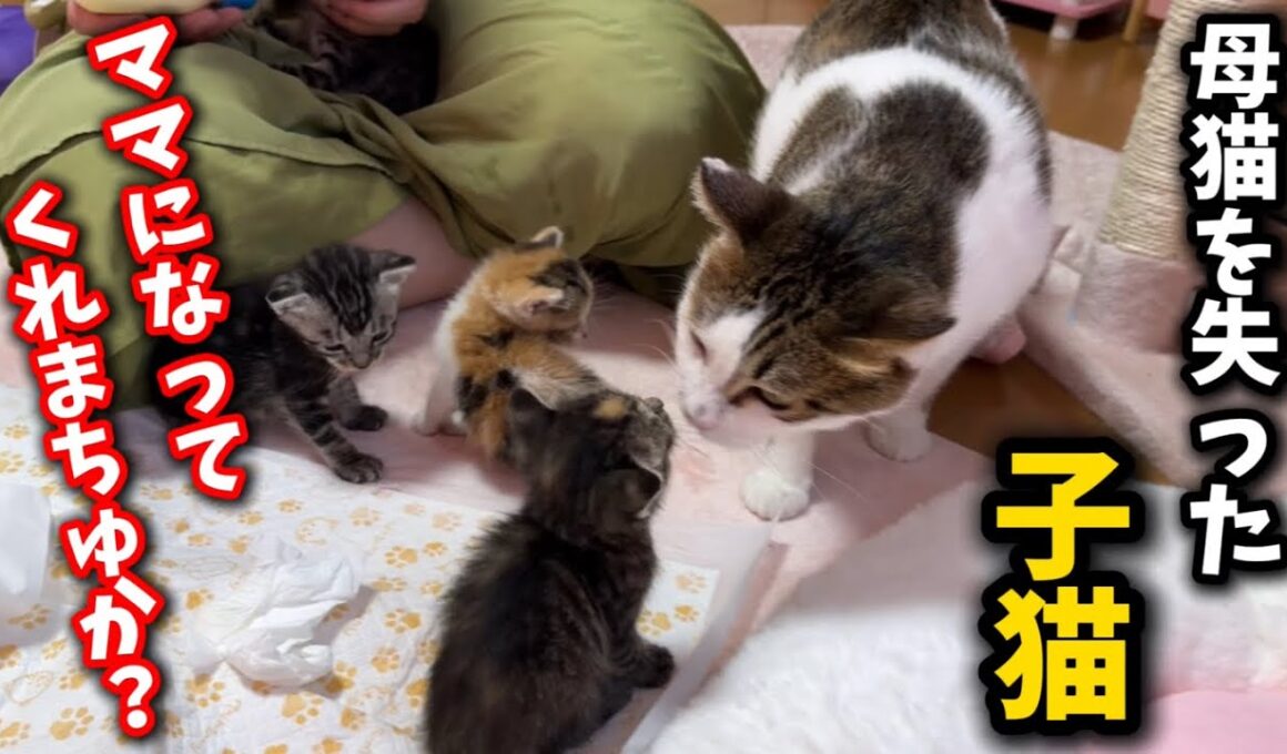 ママ猫を失った子猫を全く関係ない母猫に預けてみたら…