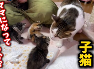ママ猫を失った子猫を全く関係ない母猫に預けてみたら…