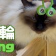 バーマン猫ラフとガブ【指輪】Ring（バーマン猫）Birman/Cat