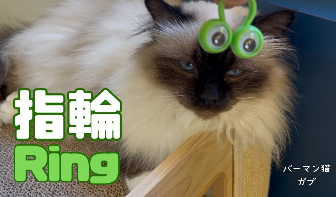 バーマン猫ラフとガブ【指輪】Ring（バーマン猫）Birman/Cat