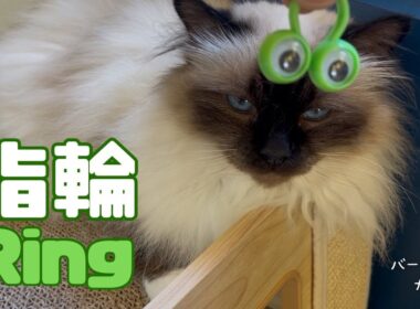 バーマン猫ラフとガブ【指輪】Ring（バーマン猫）Birman/Cat