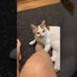今日も筋トレを阻止した猫。#日本猫 #保護猫 #cat