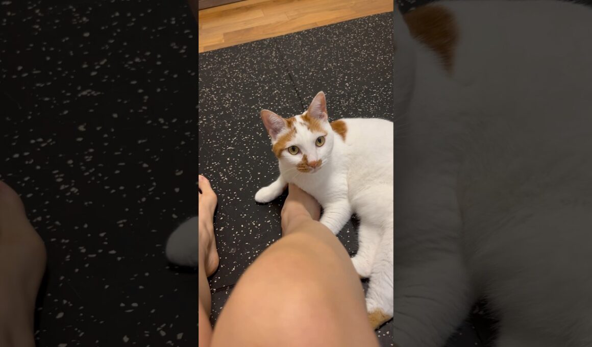 今日も筋トレを阻止した猫。#日本猫 #保護猫 #cat