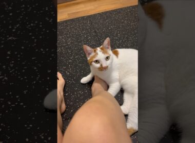 今日も筋トレを阻止した猫。#日本猫 #保護猫 #cat
