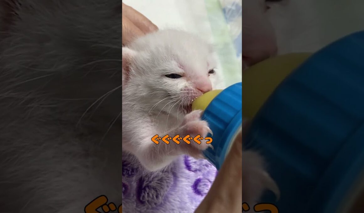ミルクが出ない時の文句が激しすぎる子猫
