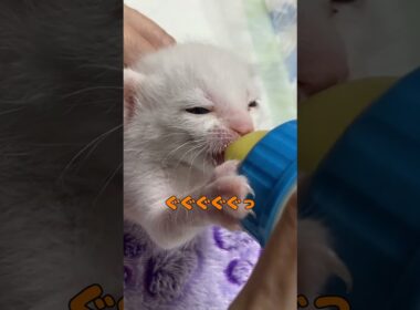 ミルクが出ない時の文句が激しすぎる子猫
