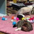 キジシロのルル「ネコトンネルの球で遊んでるね、シャムの子ネコ雫ちゃん」