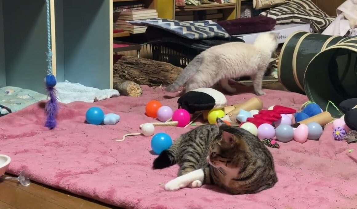 キジシロのルル「ネコトンネルの球で遊んでるね、シャムの子ネコ雫ちゃん」