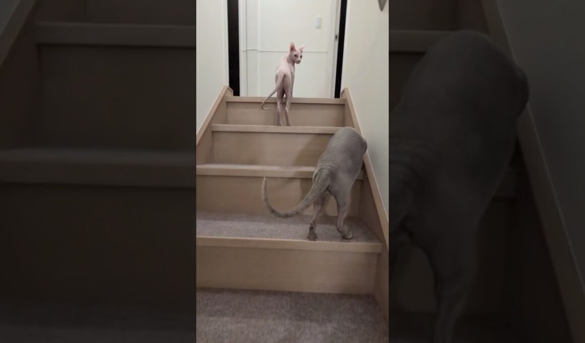 階段を登る毛のない猫たちの後ろ姿が可愛い【スフィンクス】