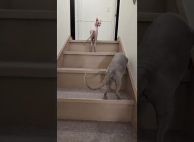 階段を登る毛のない猫たちの後ろ姿が可愛い【スフィンクス】