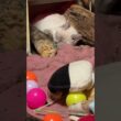 我が家のネコ三連星。黒猫くー、キジシロのルル、シャムの子ネコ雫。雫がとどめの可愛さで一撃